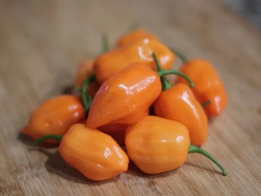 orange-habanero-pepper-seeds