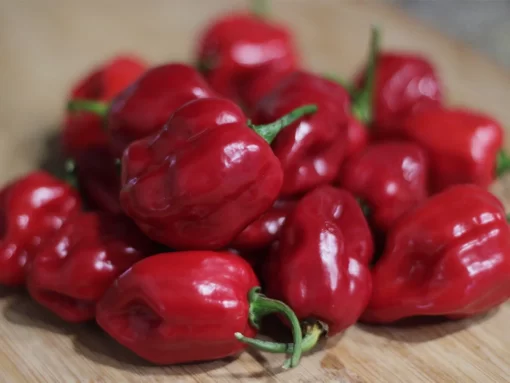 red-habanero-pepper-seeds