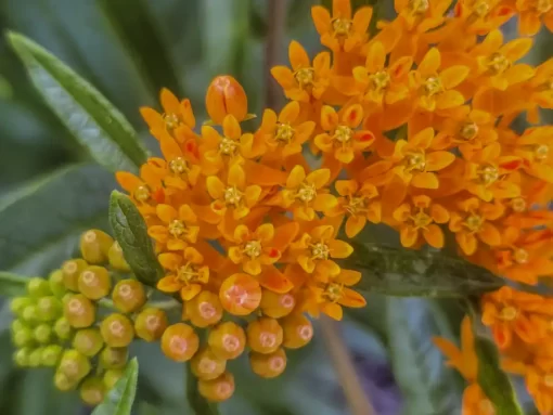 butterfly-weed-seeds