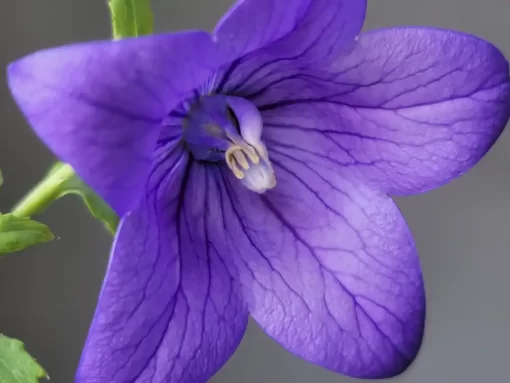 purple-balloon-flower-seeds