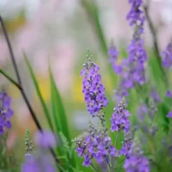 purple-toadlfax-plant-seeds