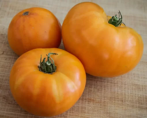 amana-orange-tomato-tomato-seeds