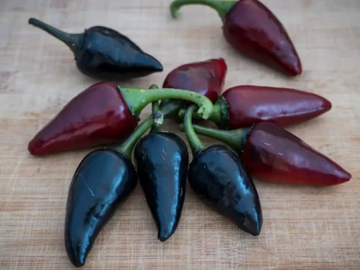 black-hungarian-pepper-seeds