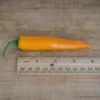 large-orange-thai-pepper