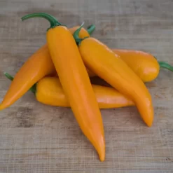 large-orange-thai-pepper-seeds