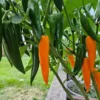 large-orange-thai-peppers-growing