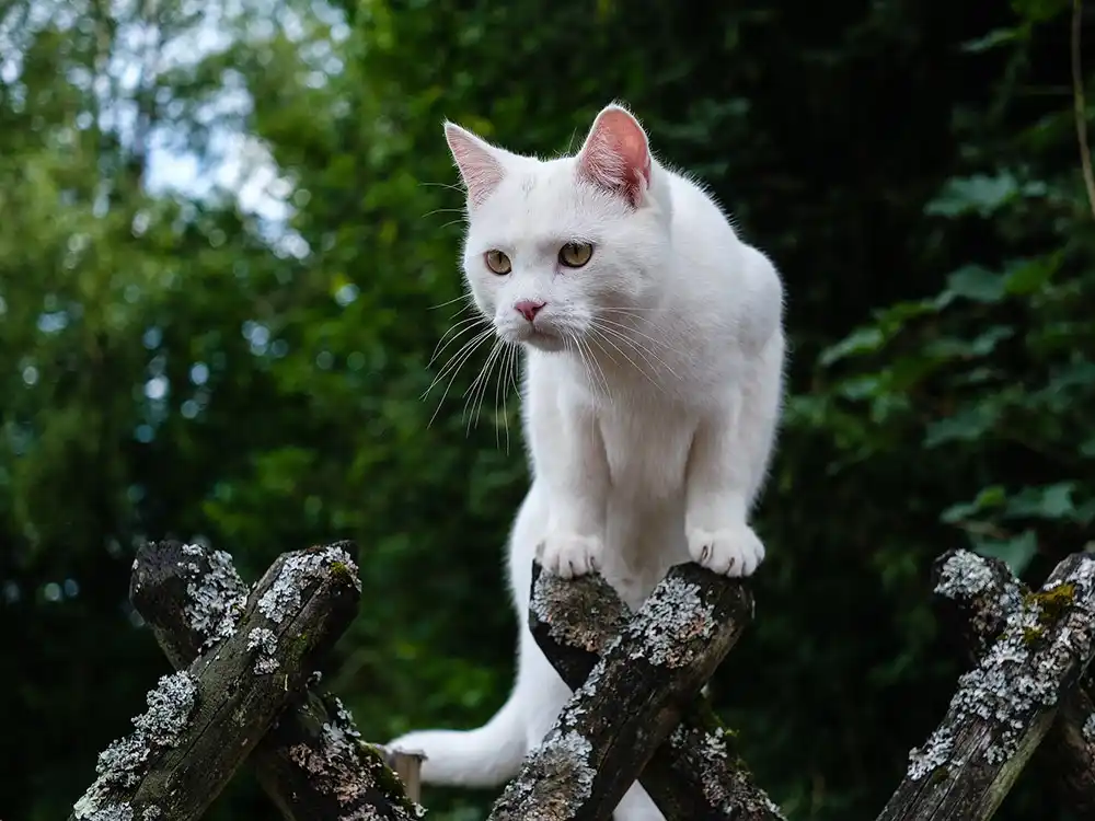 alternative-methods-of-cat-deterents