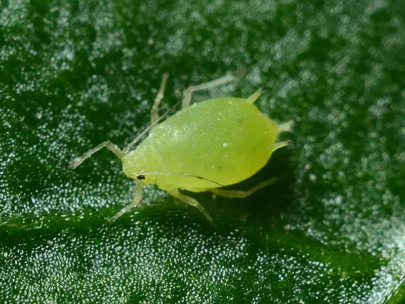 aphid-closeup