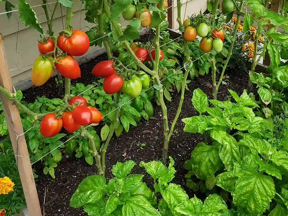 basil-companion-plants-tomatoes