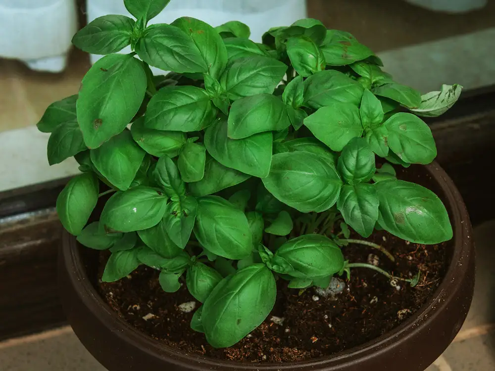 basil-container-size-matters-growing-basil-in-containers-peace-love