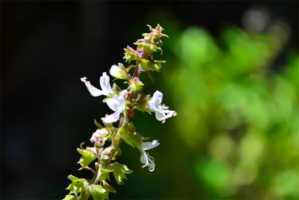 basil-flowering-indoor-herb-garden