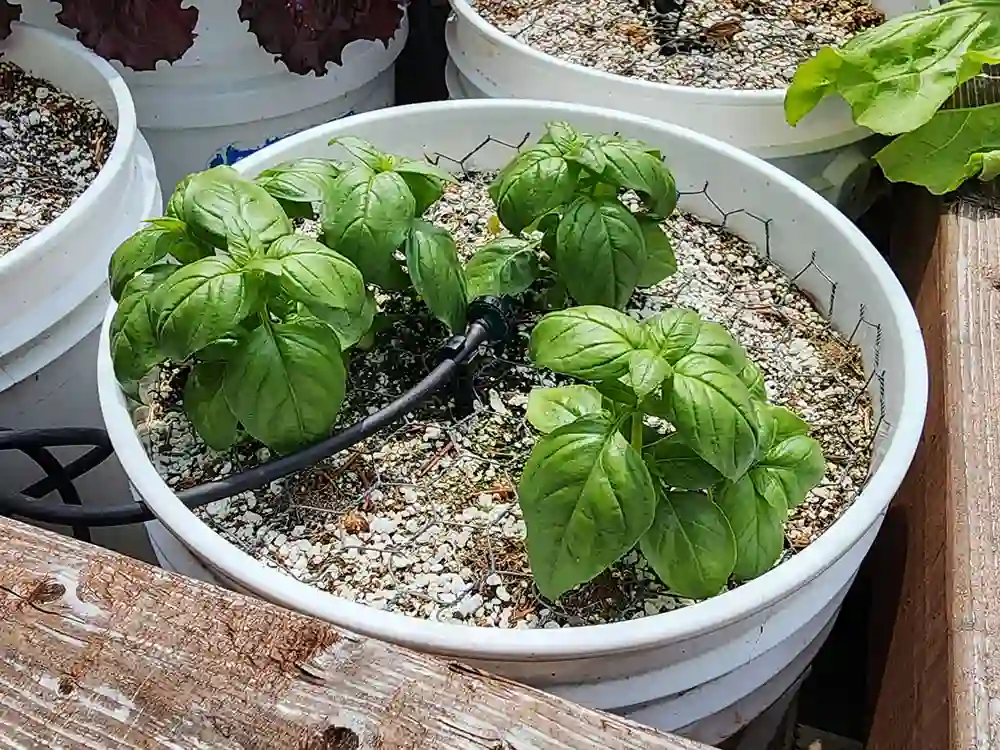 basil-growing-in-containers