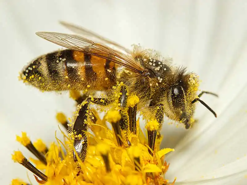 bee-collecting-pollen