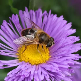 bee-on-aster-flower