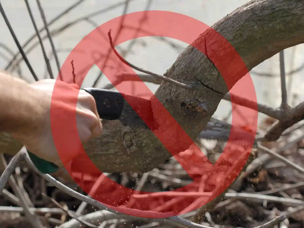 best-cordless-pruning-saws