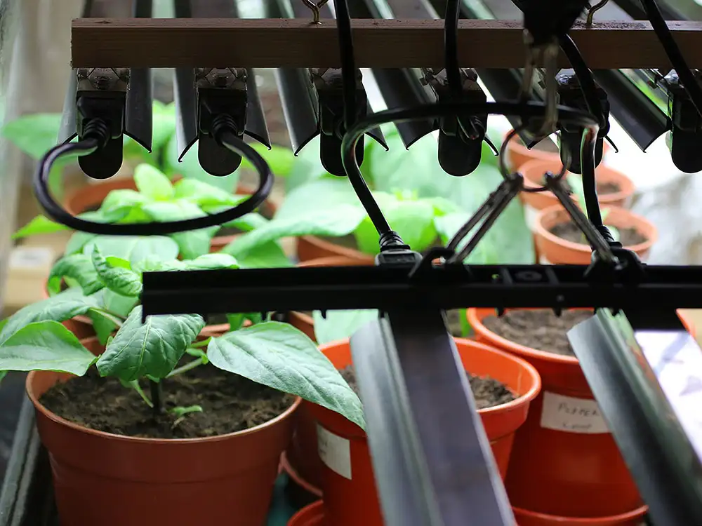 best-grow-lights-for-seed-starting