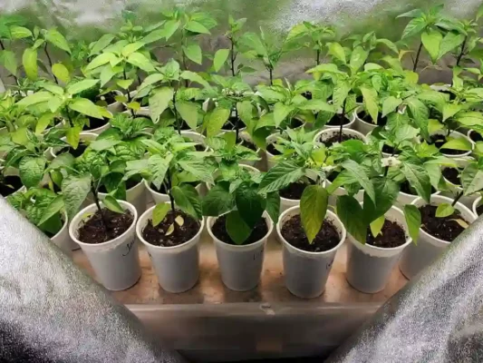 best-indoor-grow-tents-pepper-plants