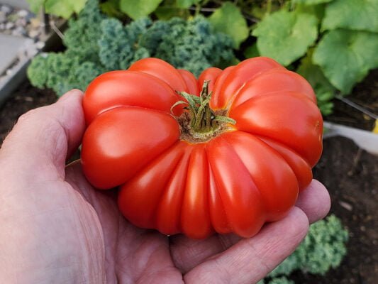 best-organic-tomato-fertilizer-costoluto-genovese