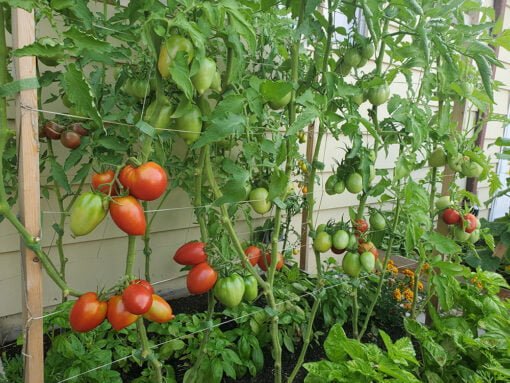 Best Organic Tomato Fertilizers: Top 5 Eco-Friendly Options - Peace ...