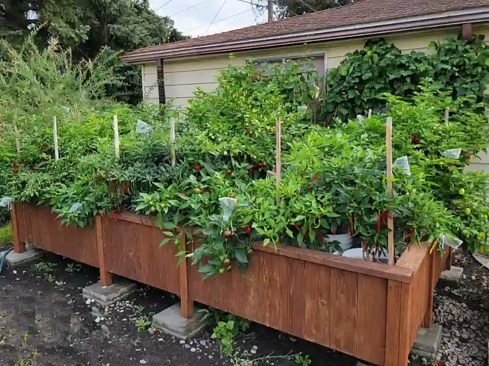 best-outdoor-hydroponic-system