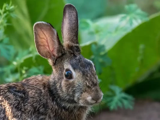 best-rabbit-repellents