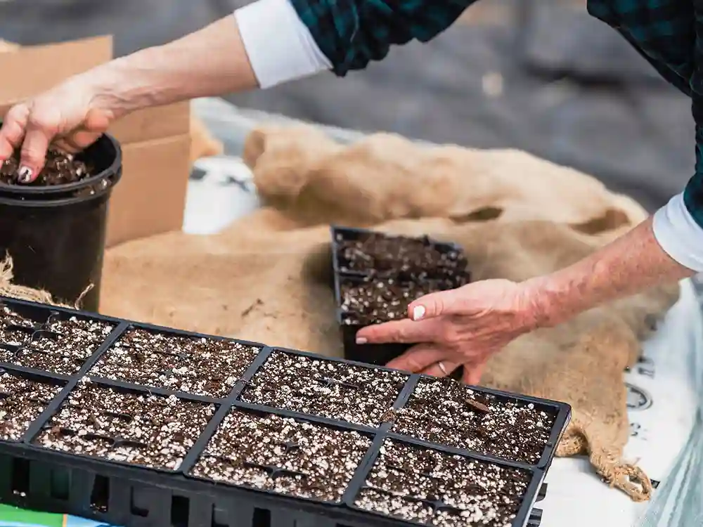 best-seed-starting-mixes