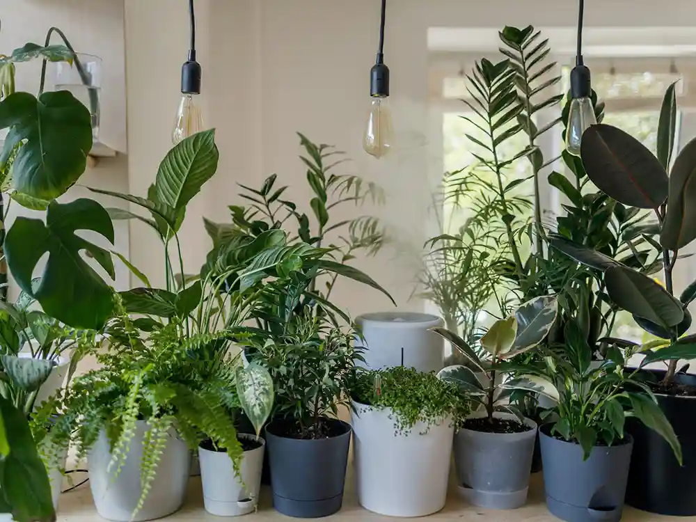 best-self-watering-plant-pots