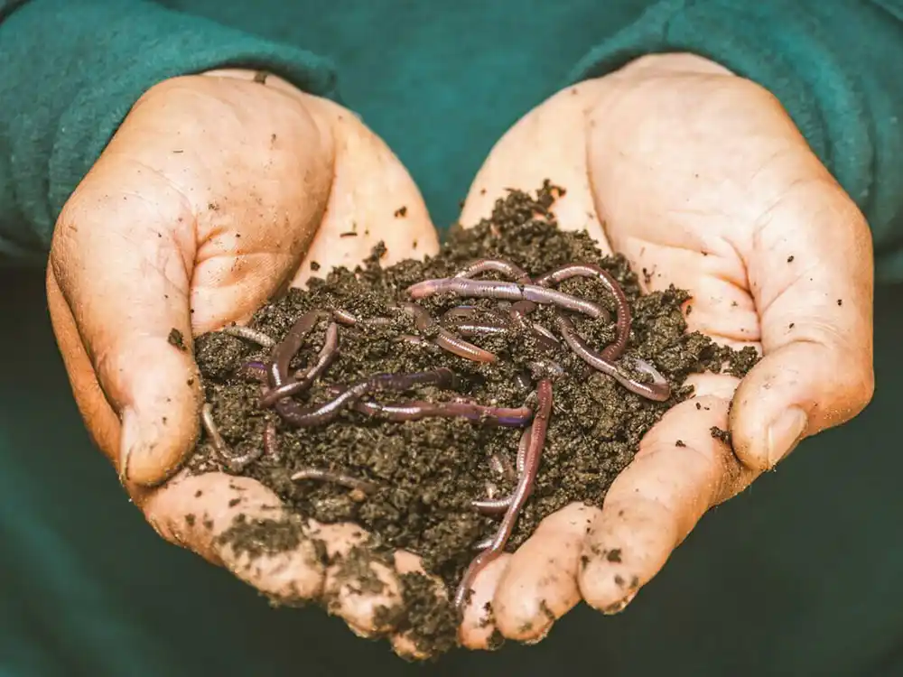 best-worm-compost-bins