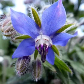 blue-borage-flower