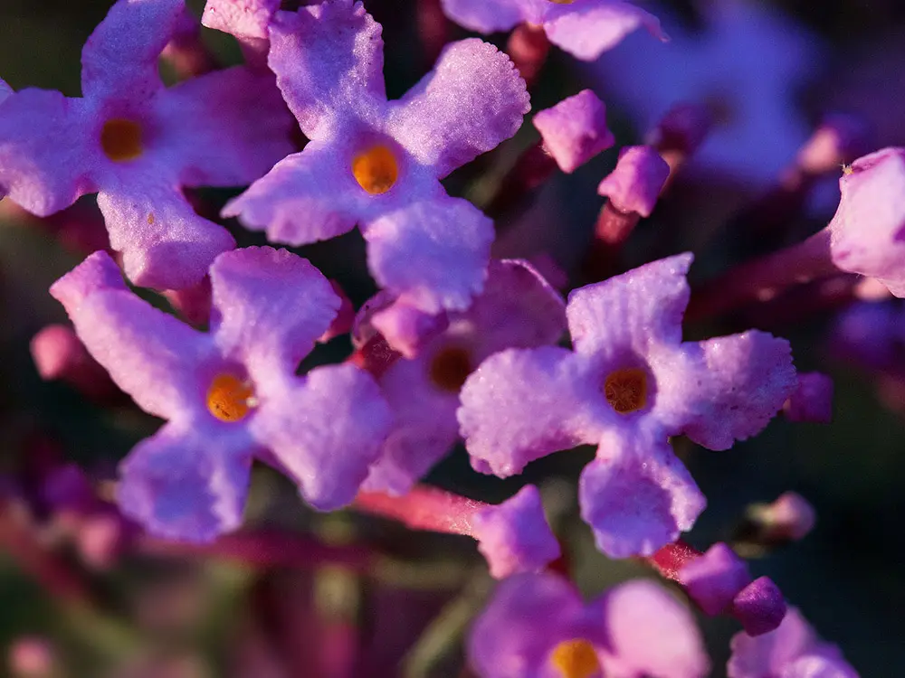 buddleia-butterfly-bush-lilac-flower-close-up