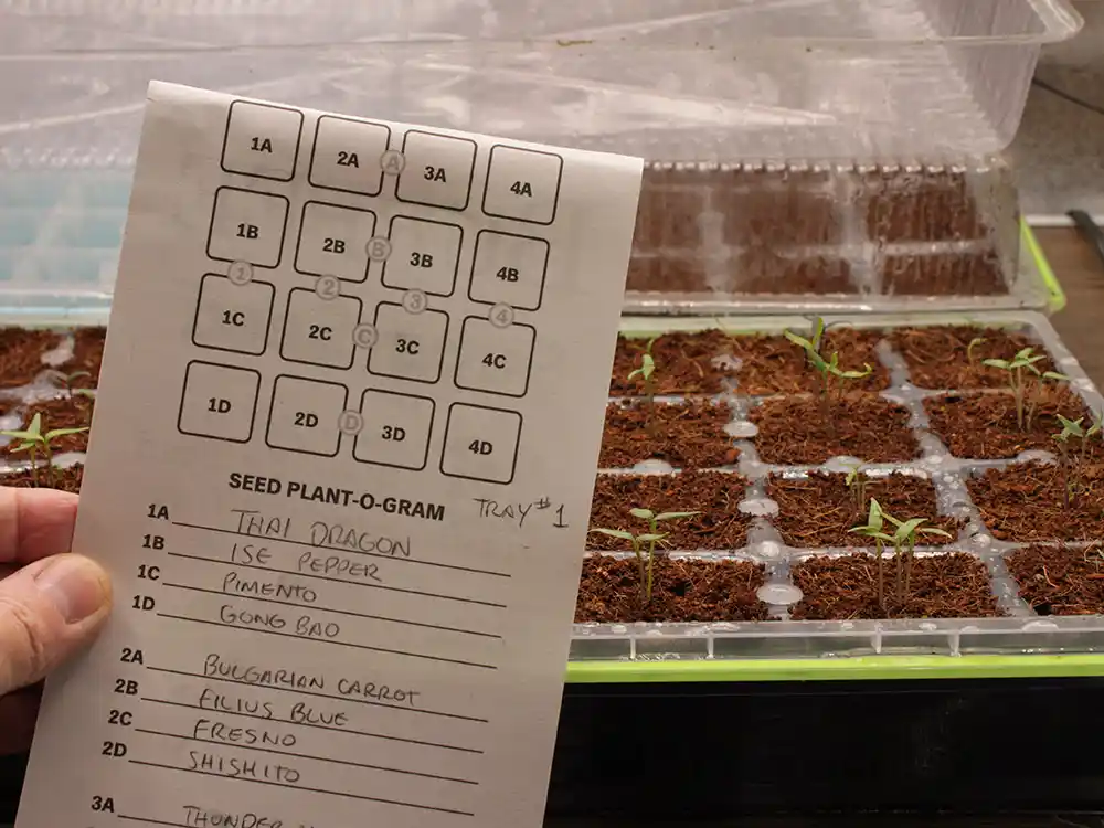 Best Seed Starting Trays Top Trays For Happy Seedlings Peace Love Garden