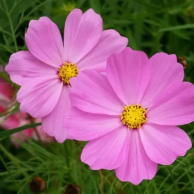 cosmos-for-bees-and-butterflies