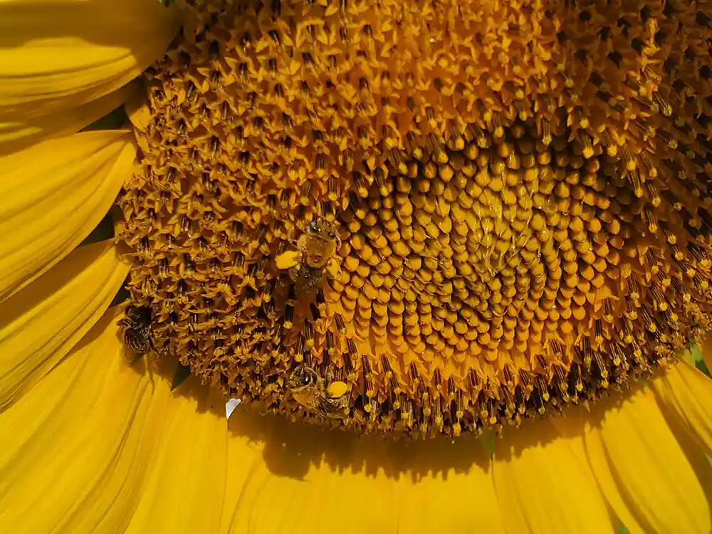 create-a-bee-friendly-garden