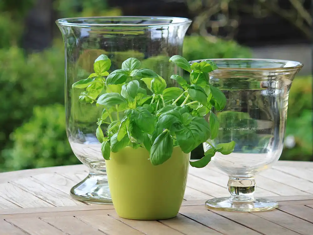 grow-basil-from-cuttings-rooting-in-water