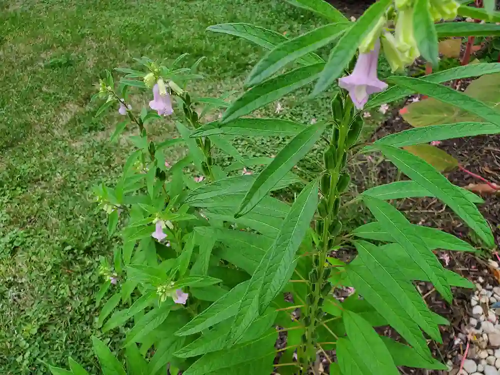 grow-black-sesame-seeds-pods-and-flowers