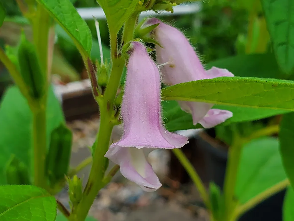 grow-black-sesame-seeds