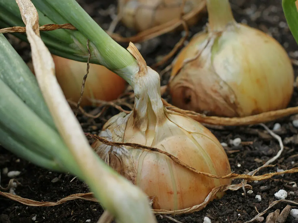grow-onions-in-containers-ready-to-harvest