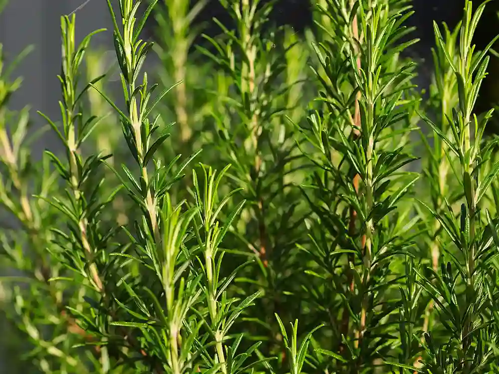 grow-rosemary-from-seed