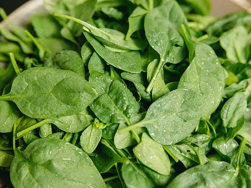 grow-spinach-in-containers