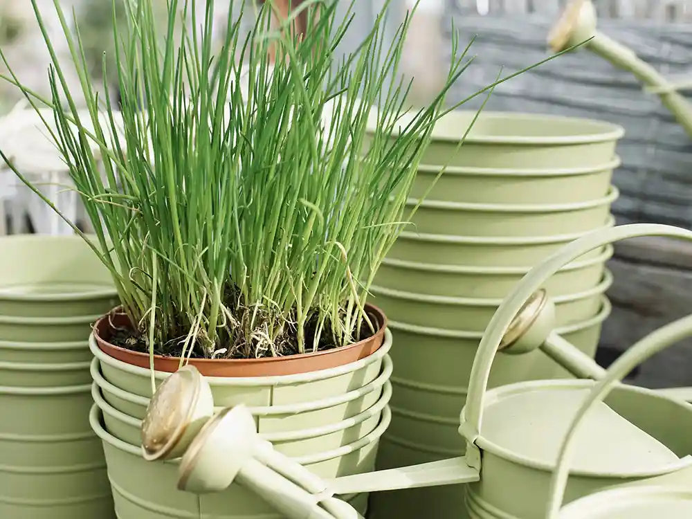 growing-chives-in-pots