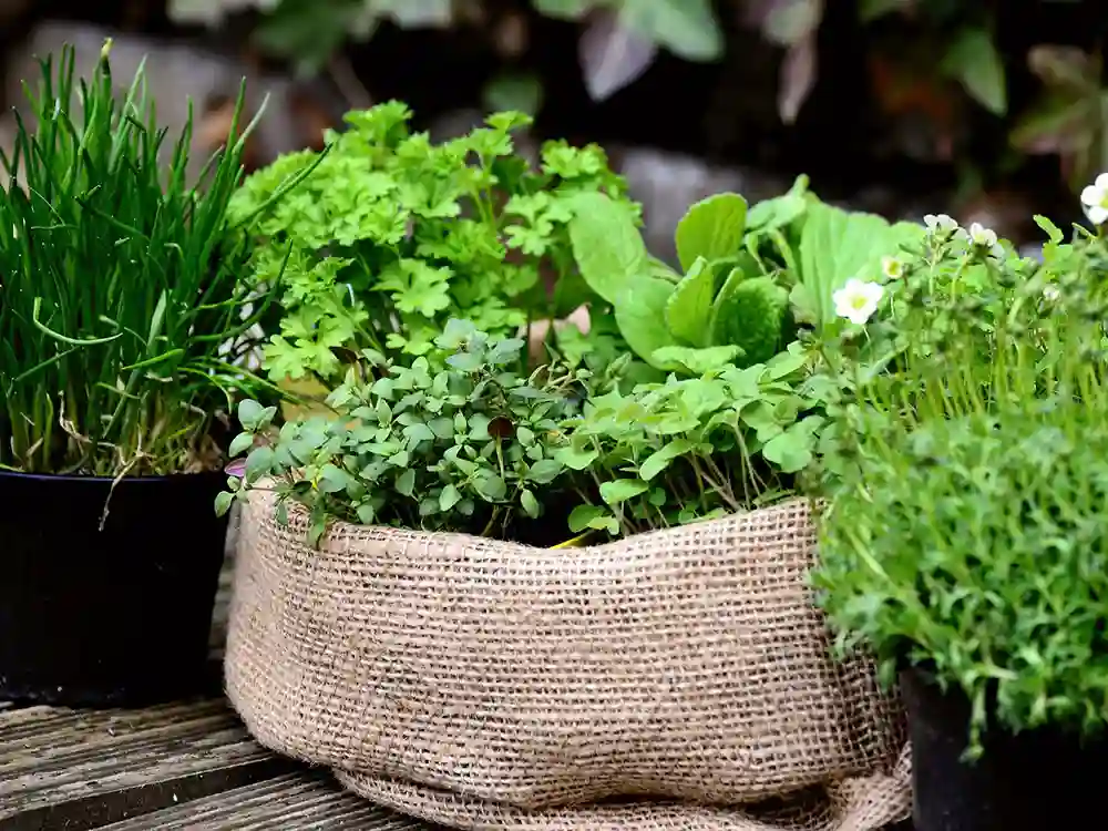 growing-herbs-on-a-balcony