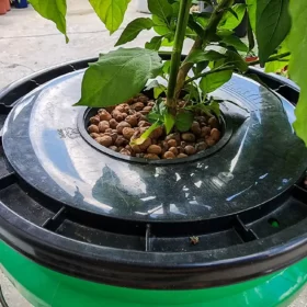 growing-peppers-using-kratky-hydroponics