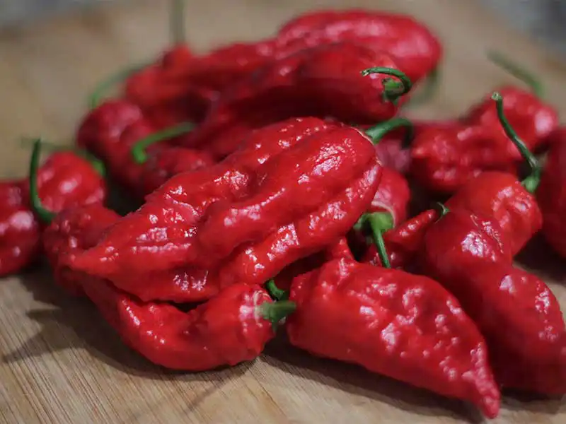 harvest-ghost-peppers-bhut-jolokia