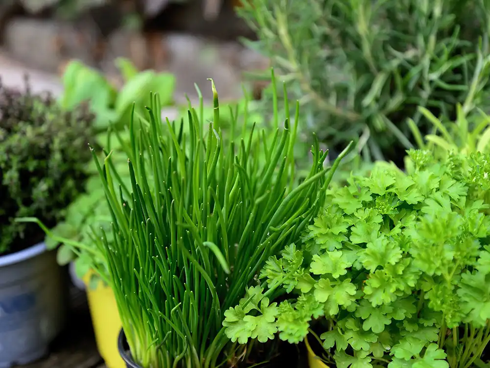 herb-gardening-guide