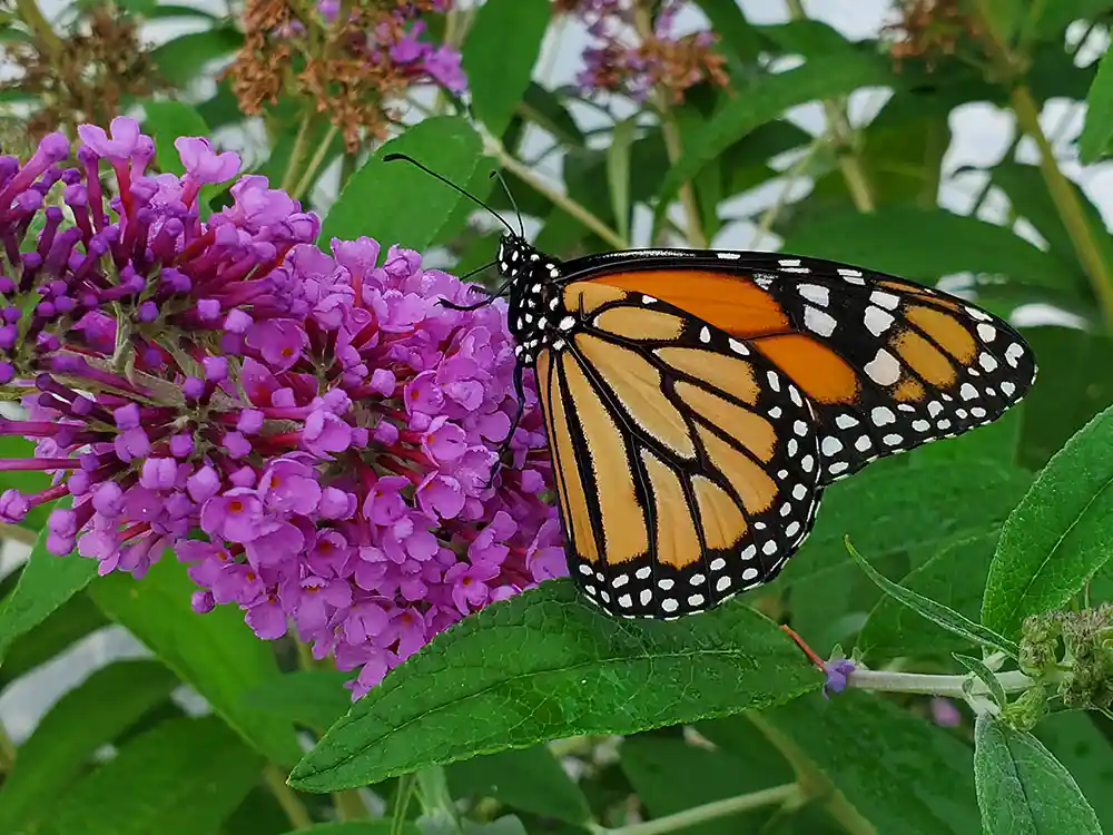 how-to-attract-butterflies-to-your-garden