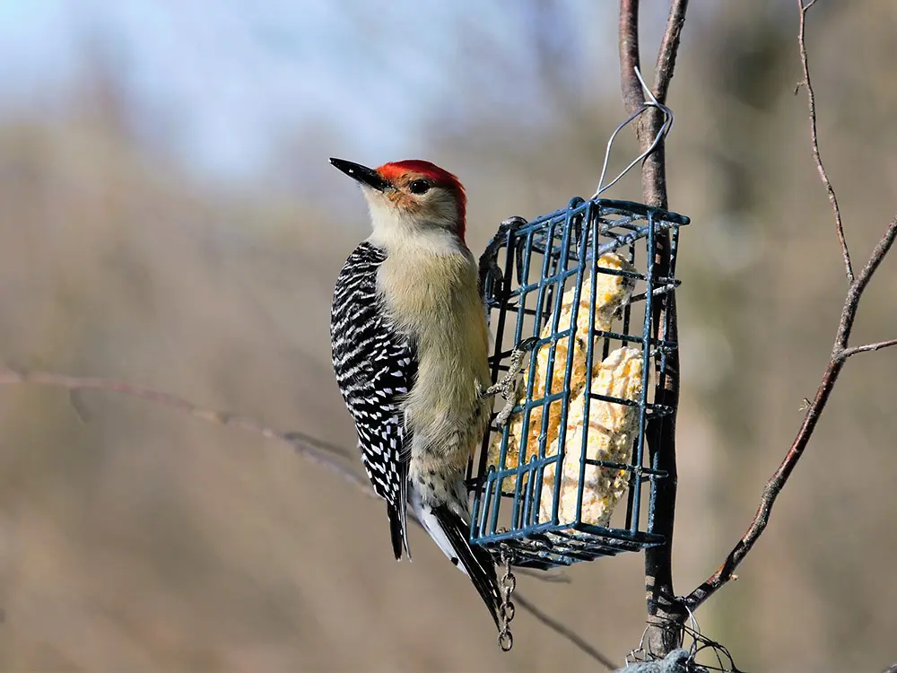 how-to-attract-winter-birds-to-your-garden