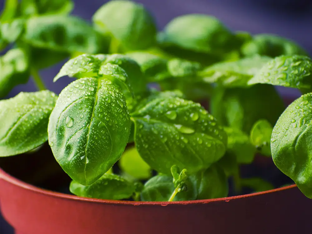 how-to-grow-basil-from-cuttings