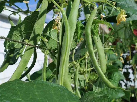 how-to-grow-beans-in-containers