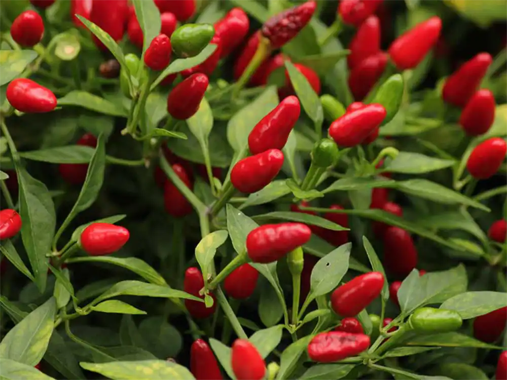 how-to-grow-birds-eye-peppers
