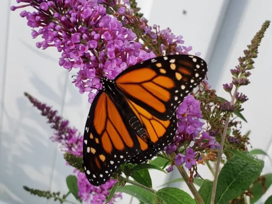 how-to-grow-butterfly-bush-from-seed